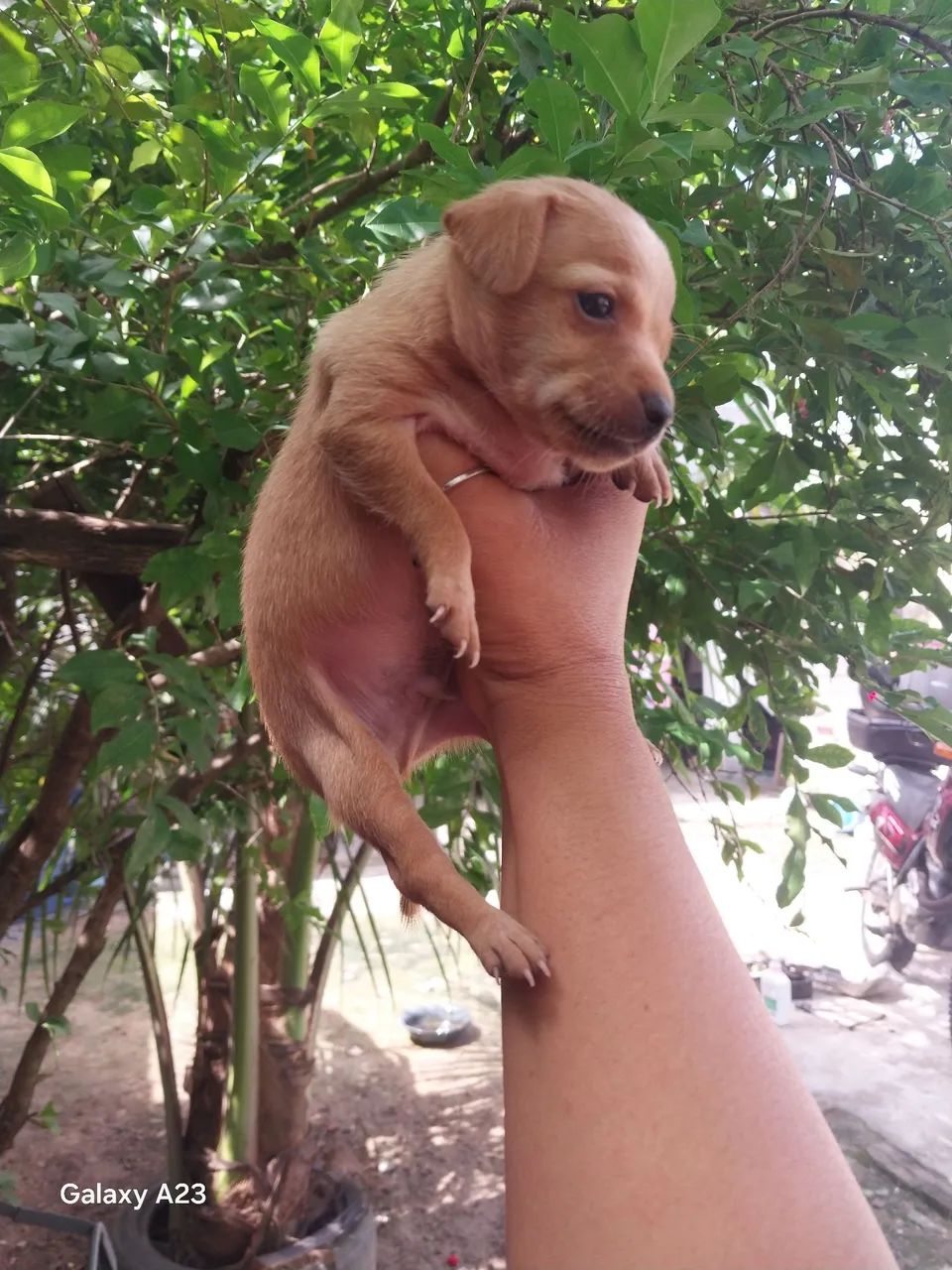 Cachorro  - Foto 4