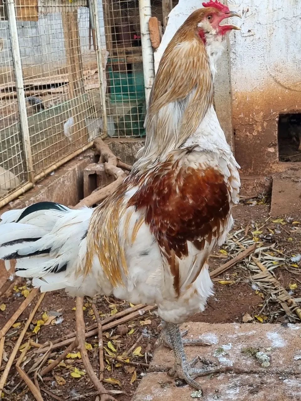 Ovos férteis Ameraucana  - Foto 4