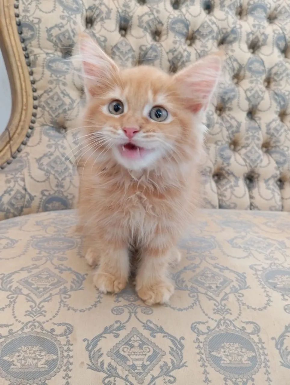 Fêmea Maine Coon  - Foto 2