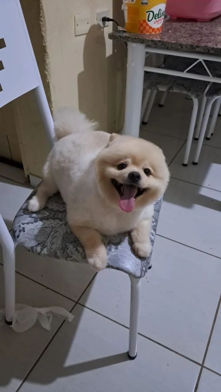 Lulu da palmeranea  - Foto 5