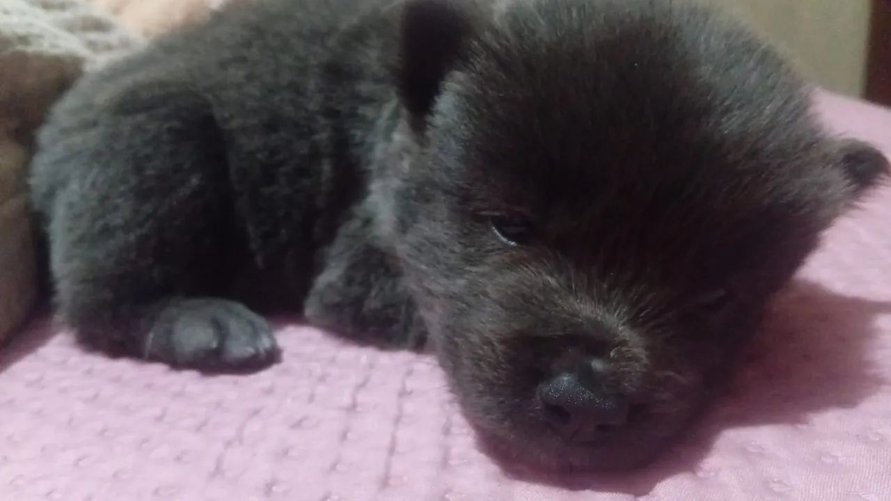 Vendo Chowchow - Foto 5