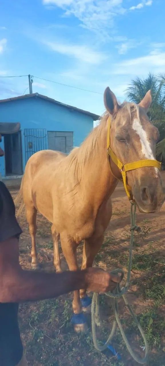Cavalo  - Foto 5