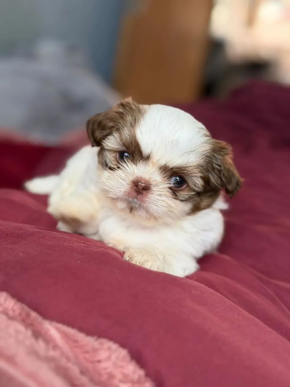 Mini Shitzu  - Foto 4