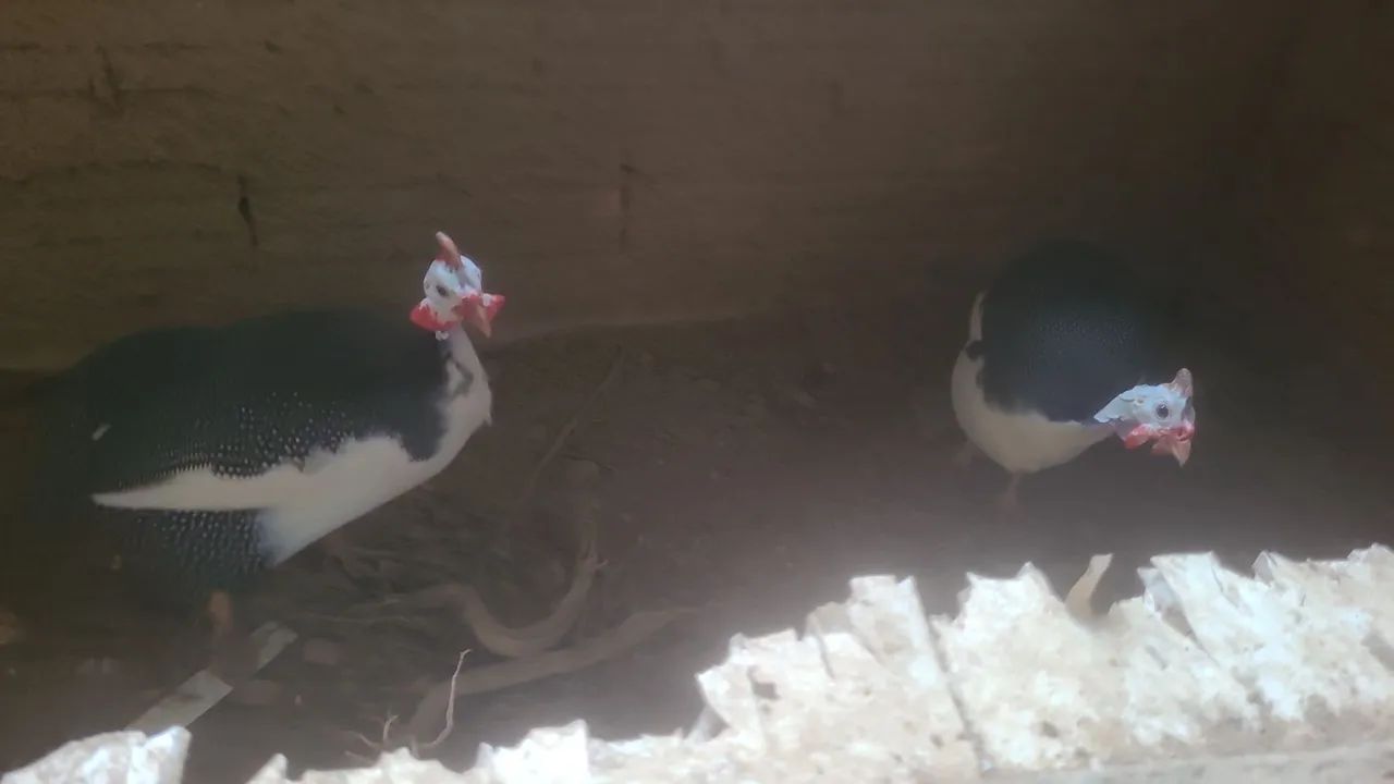 Angola 2 por 180 filhote 25 cd