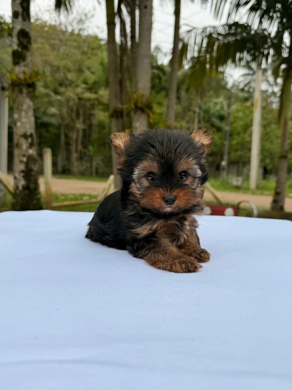 Yorkshire Terrier - macho - Foto 3