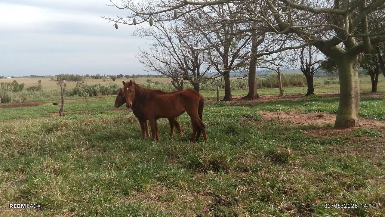 Égua  - Foto 5