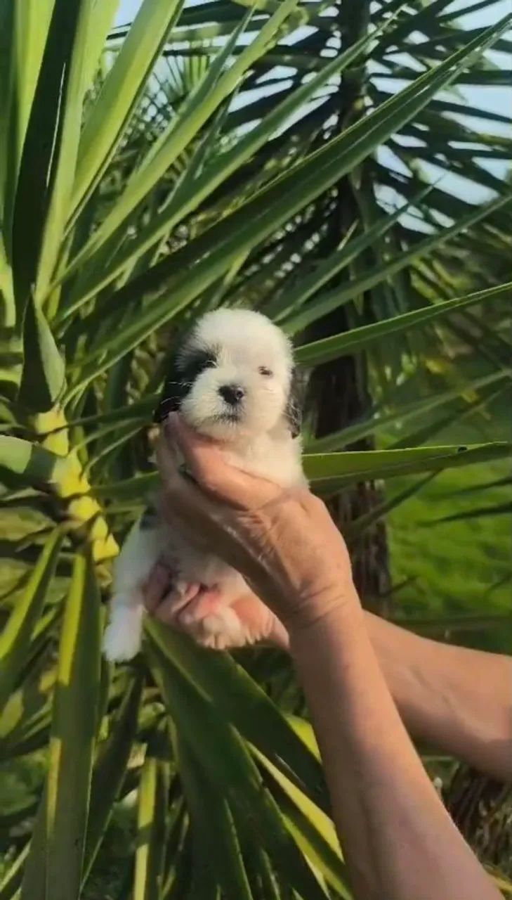 Lhasa apso machinho  - Foto 2