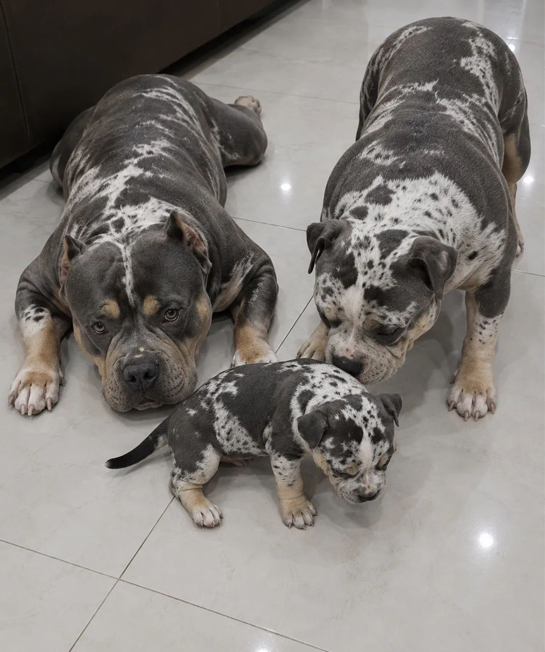 American bully  - Foto 3