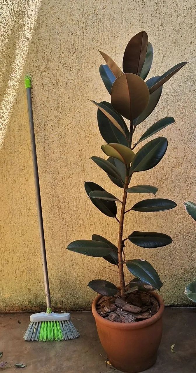 Ficus Elástica Burgandy 