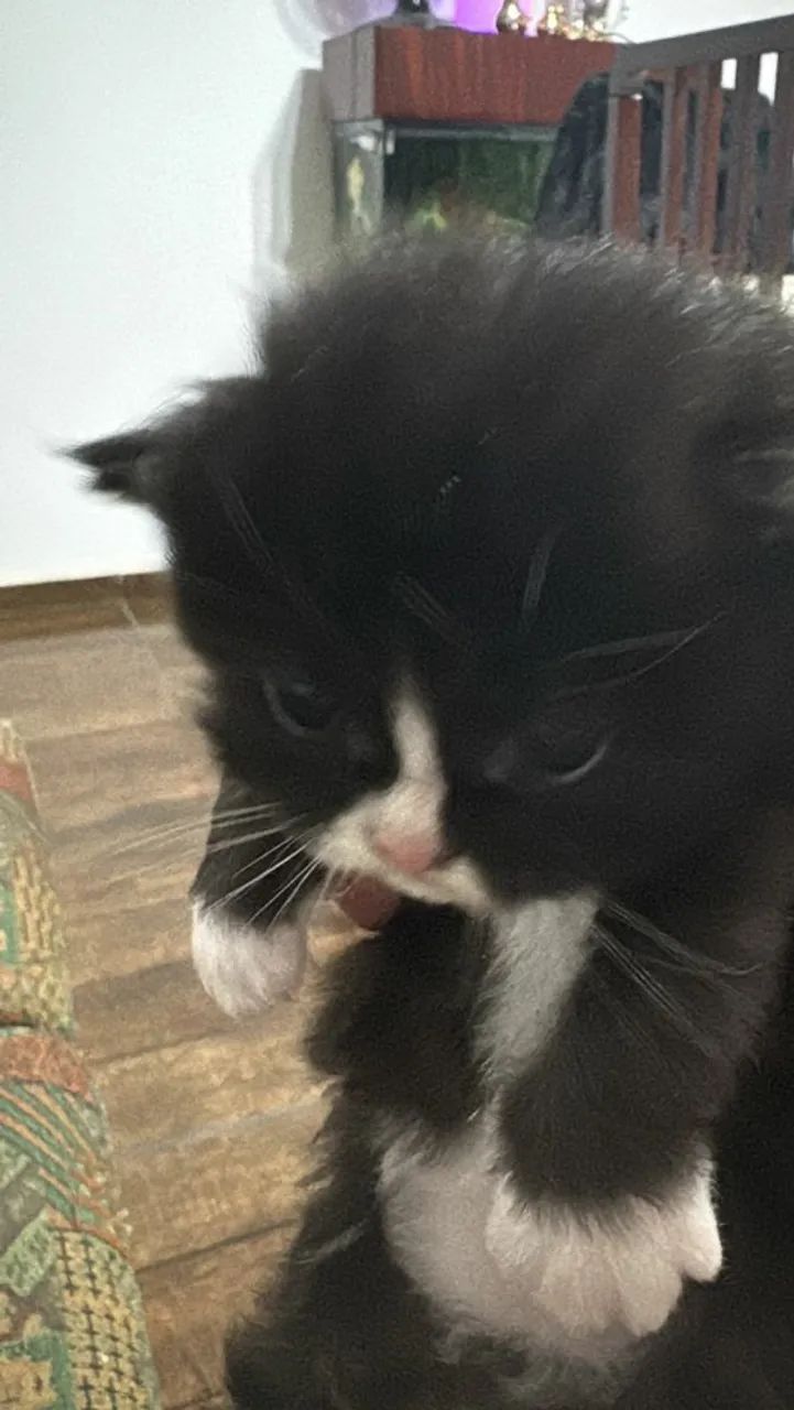 Lindinhos 45 dias - Foto 3