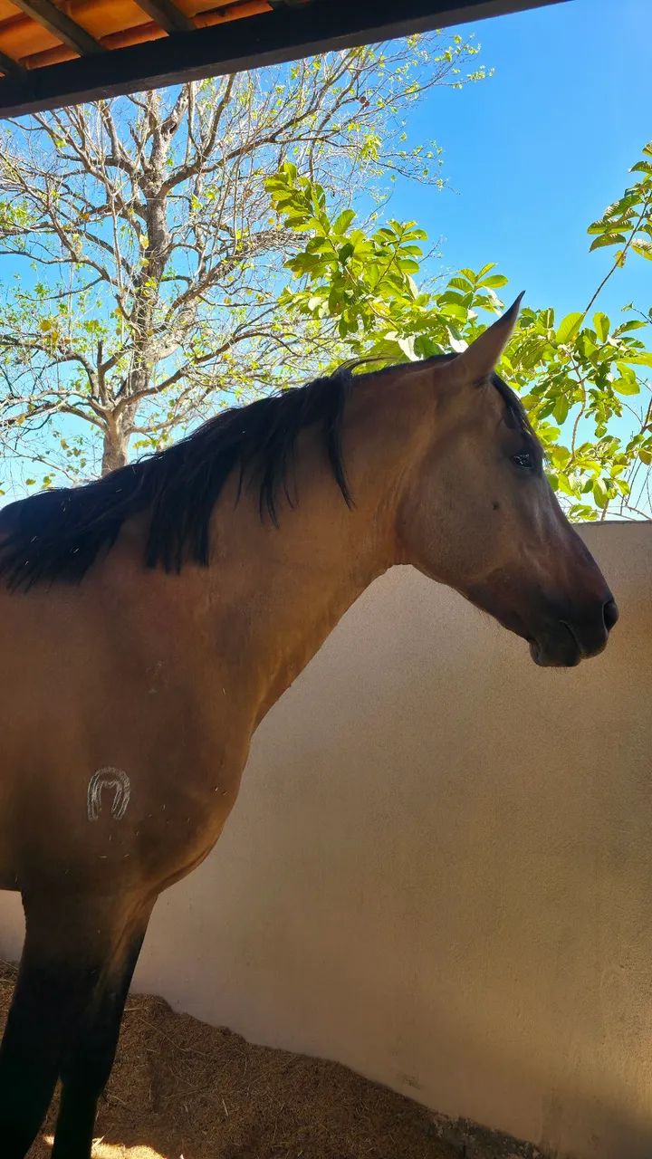 Cavalo - Foto 3