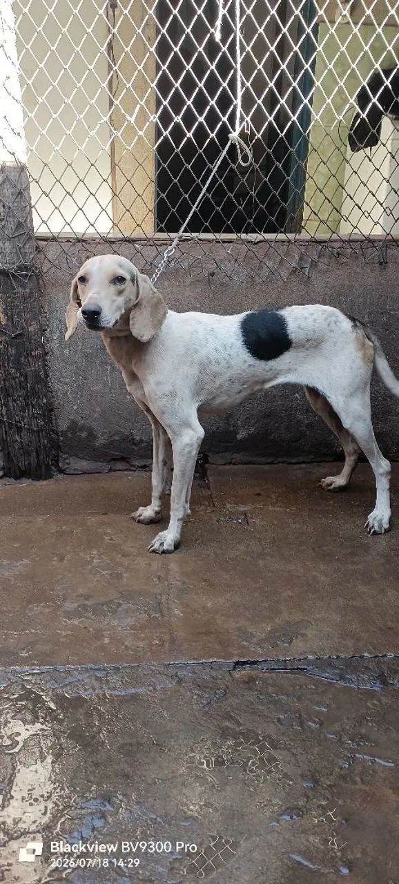Cadela beagle com americano caça javali  - Foto 2