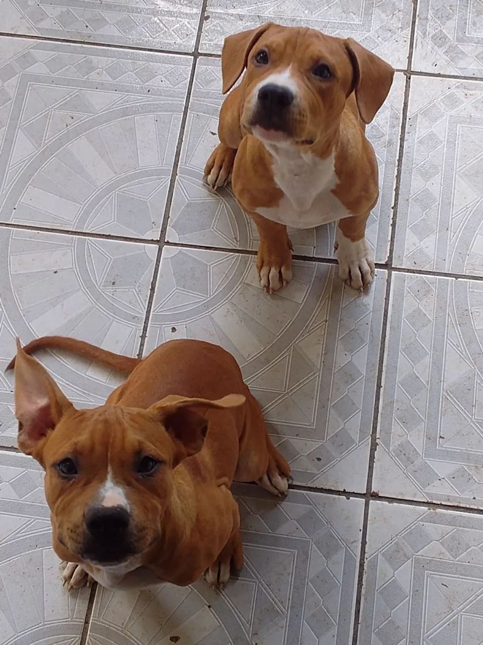 Cachorro  - Foto 3