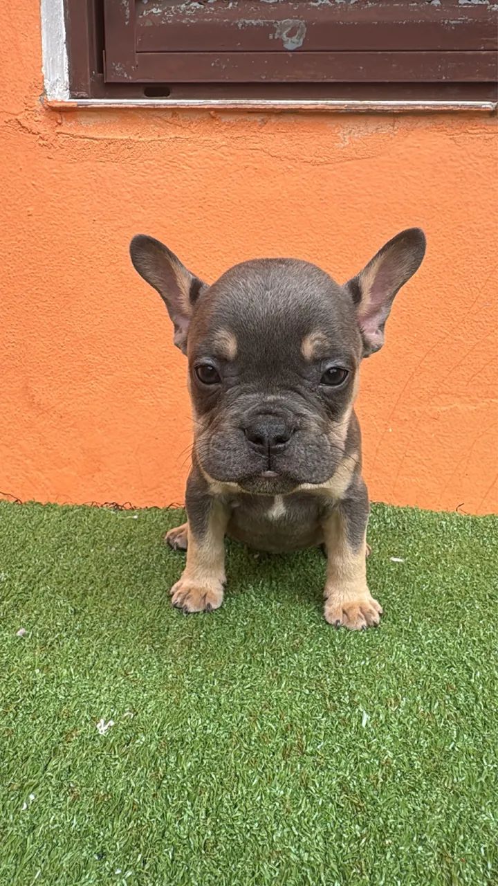 American Bully 