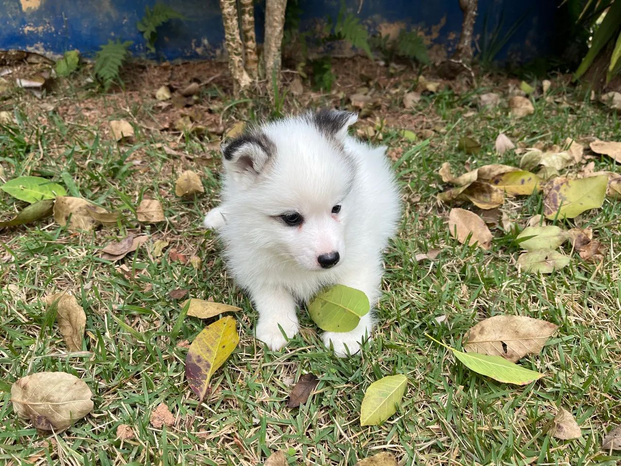 Pomsky macho f3 - Foto 4