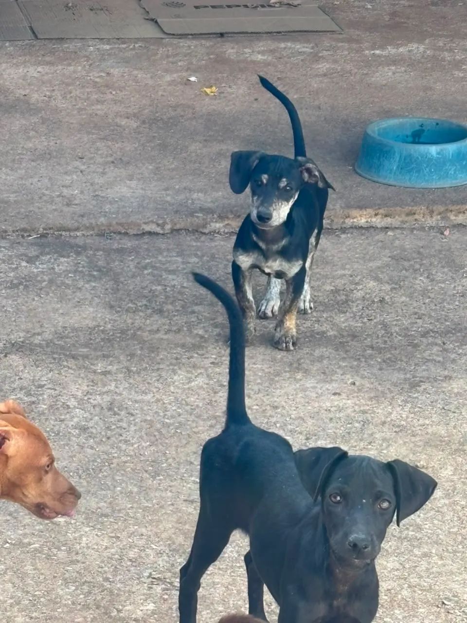 Doações de cachorrinhos filhotes  - Foto 3
