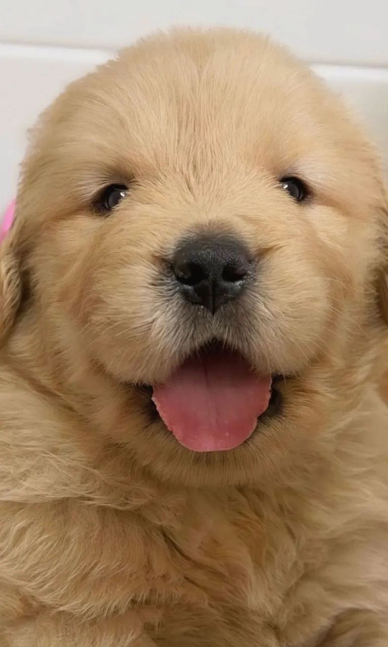 OPORTUNIDADE GOLDEN RETRIEVER F