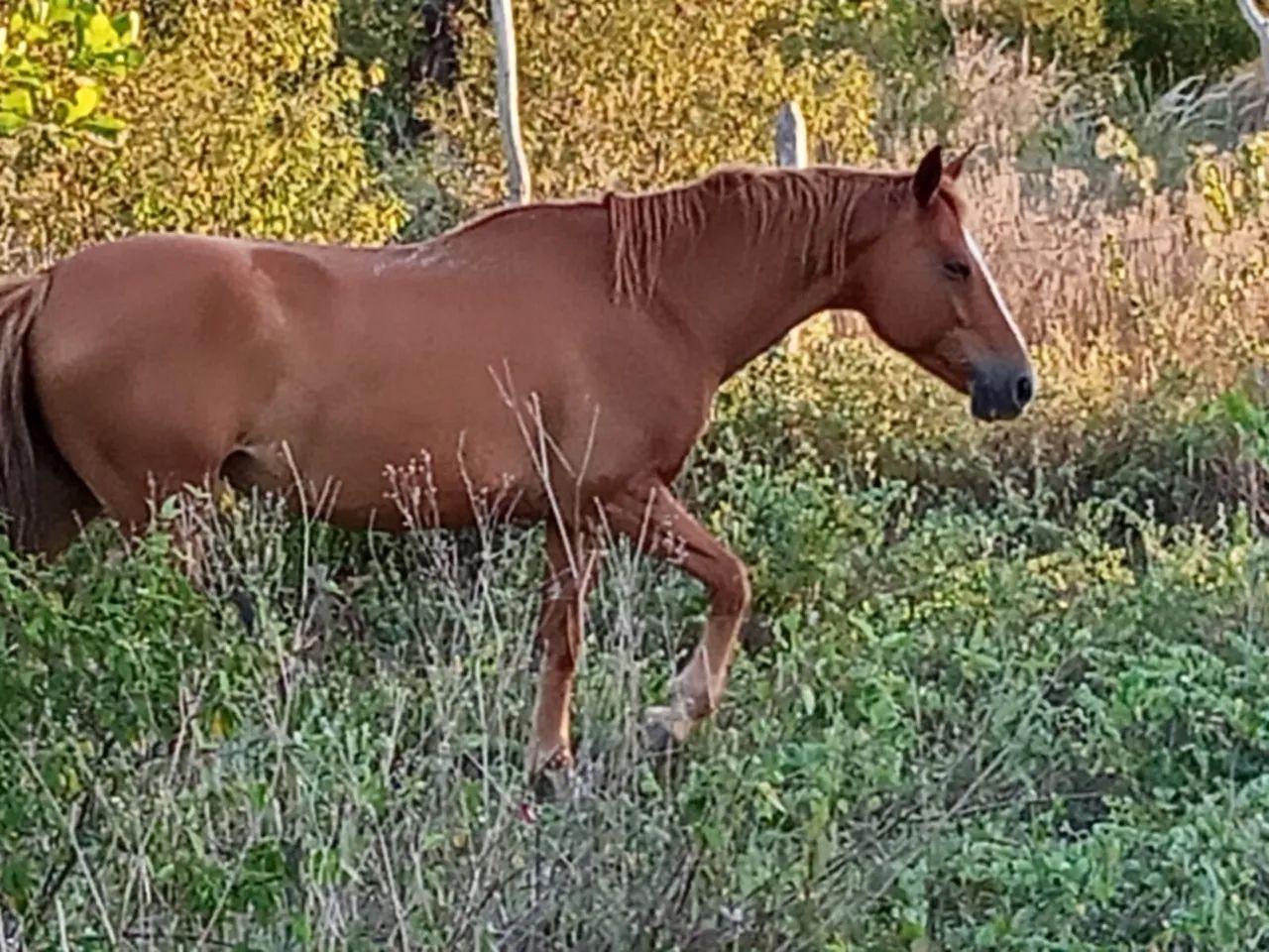 Vende-se égua  linda Castanha - Ótima Oportunidade - Foto 2