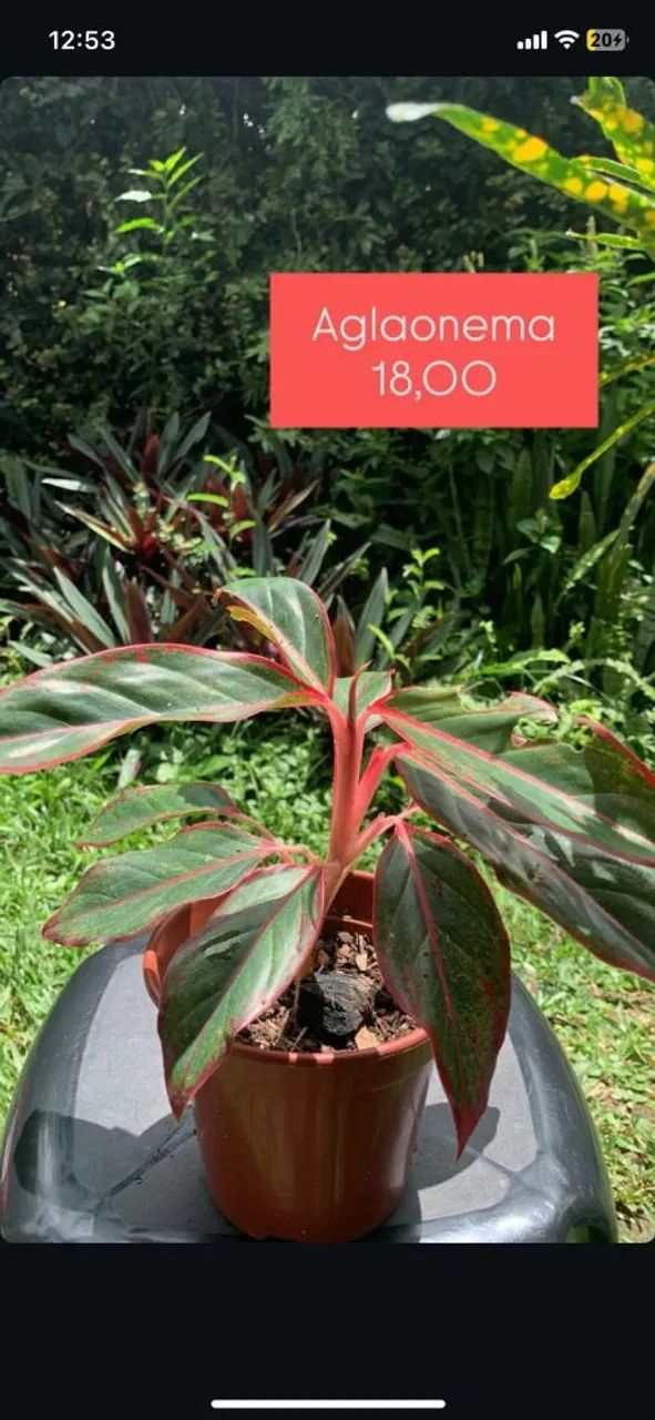 Plantas - Foto 2