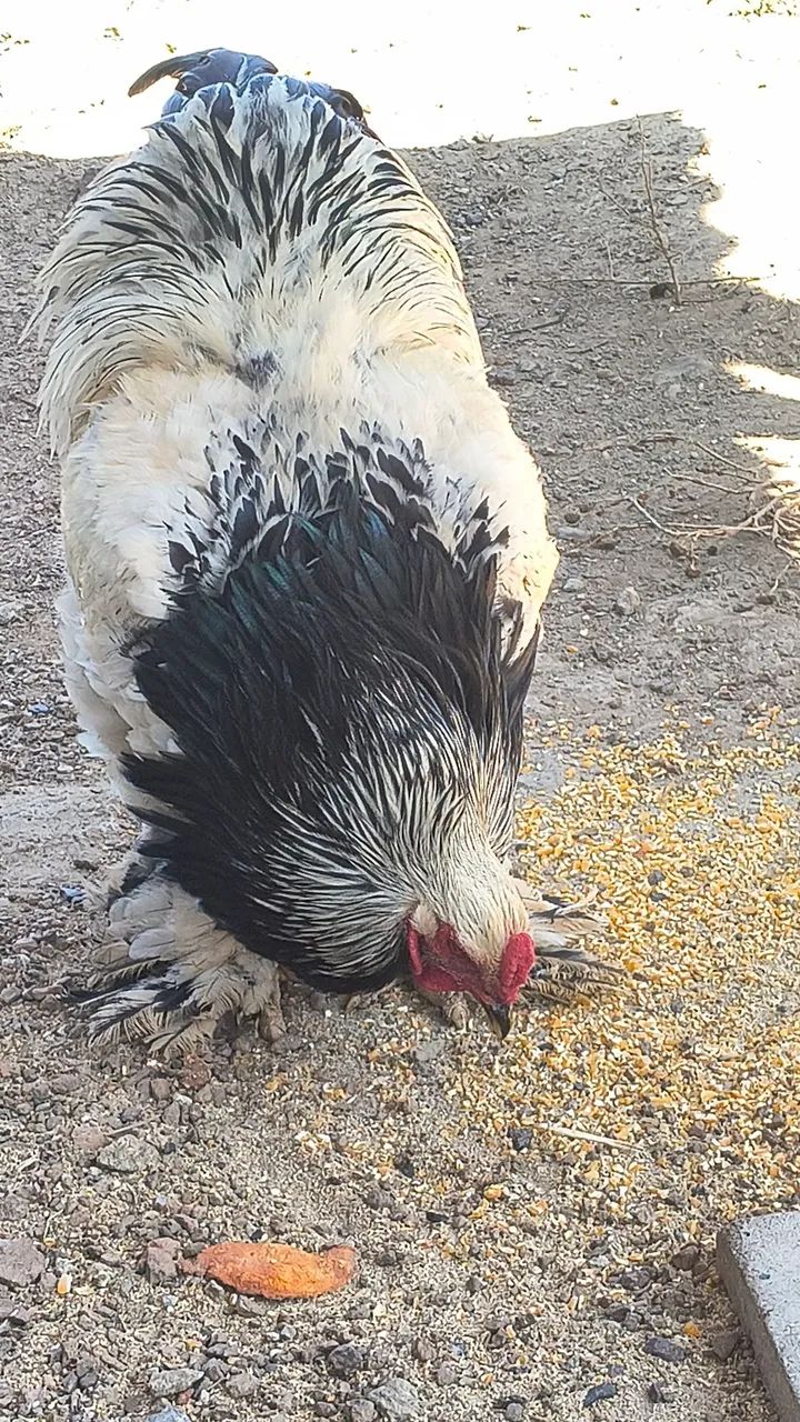 Brahmas light Ornamentais 