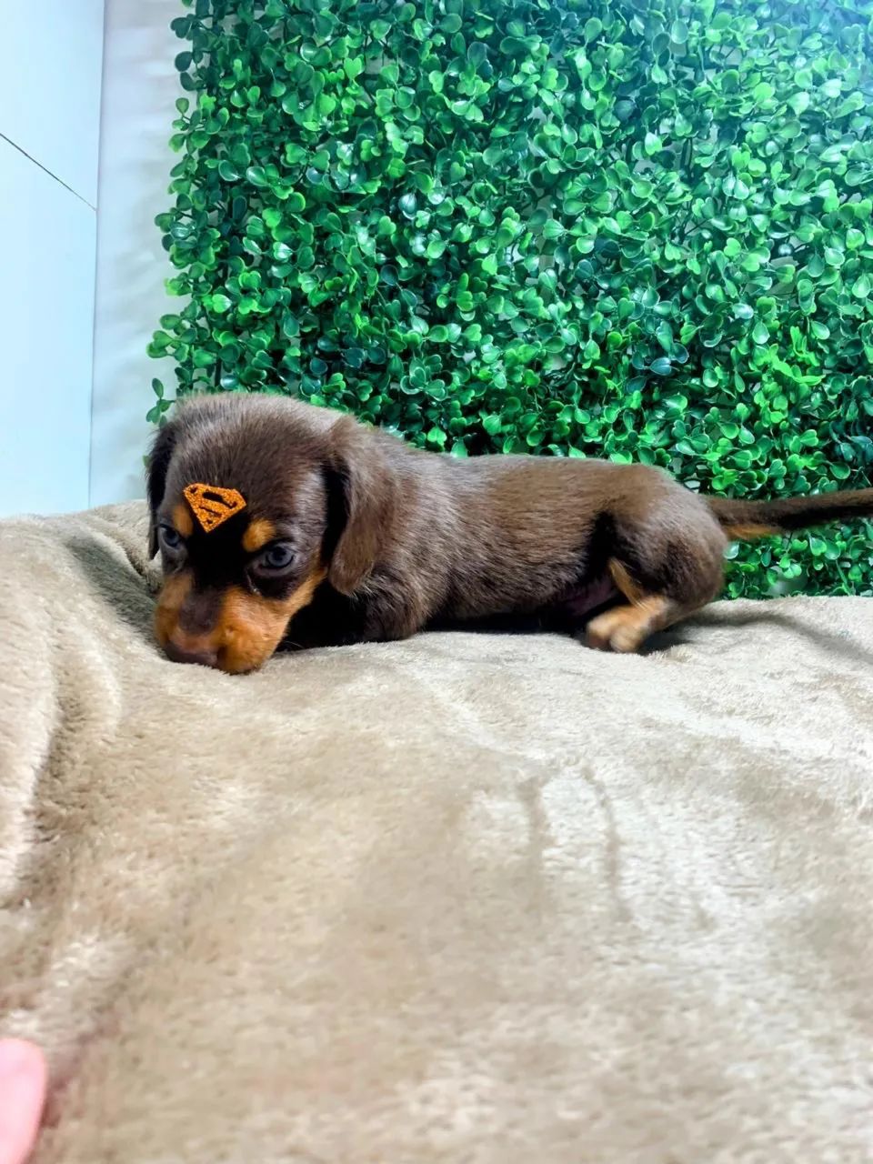 Dachshund Pelos longos Teckel Cofap Basset Salsicha Mofadinho Arlequim  - Foto 3