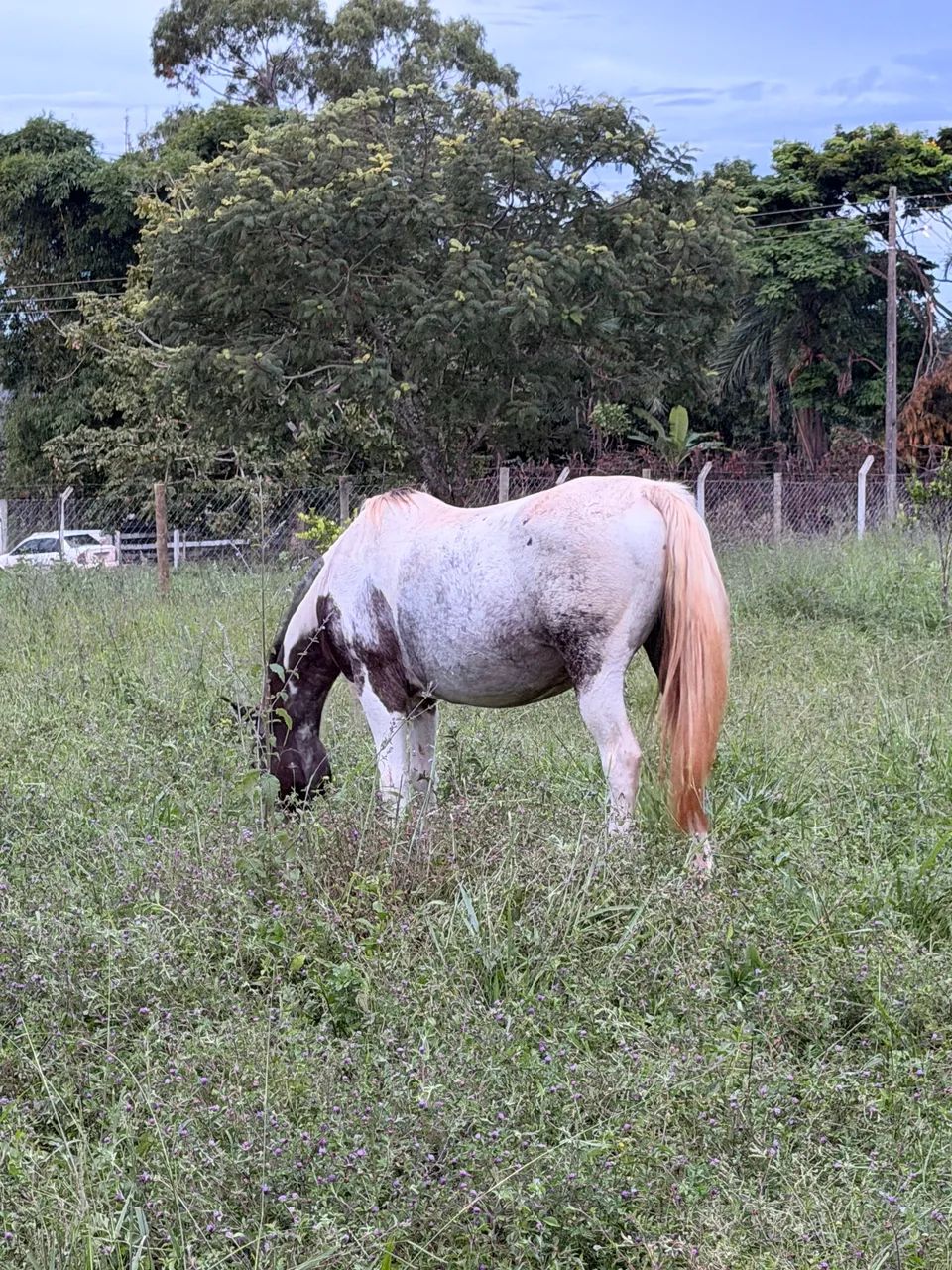 Égua Apaloosa domada 7 anos  - Foto 3