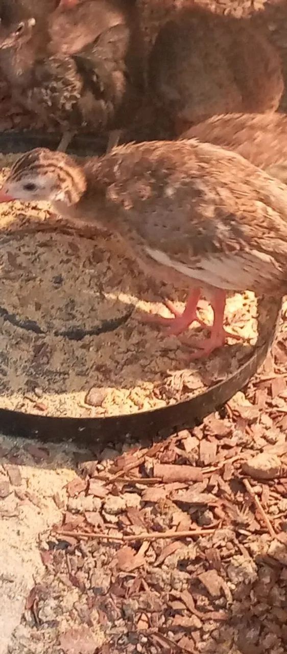 Galinha Guiné  - Foto 2