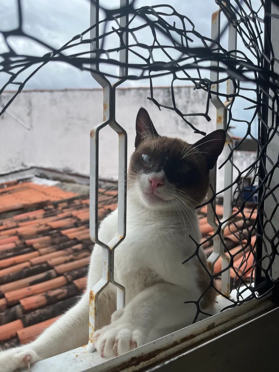 Gatinho muito carinhoso para adoção responsável  - Foto 3