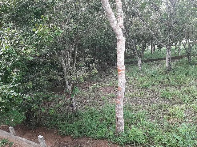 Terreno em Aldeia (700m2) - Foto 5