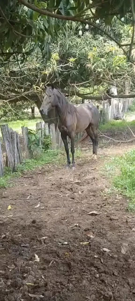 CAVALO MANGOLINO