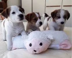 O jack russel é pequeno e ágil.