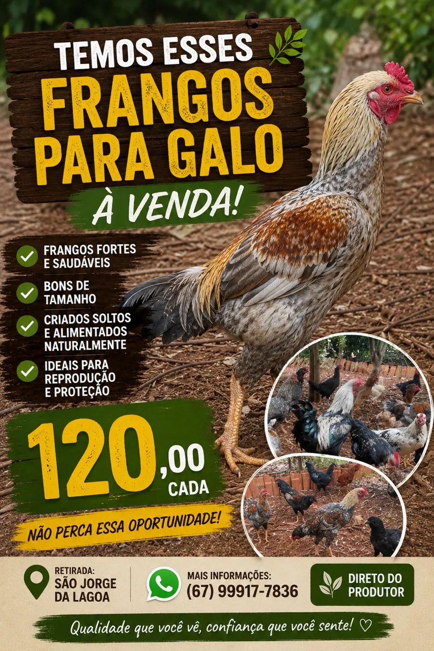 FRANGO PARA GALO