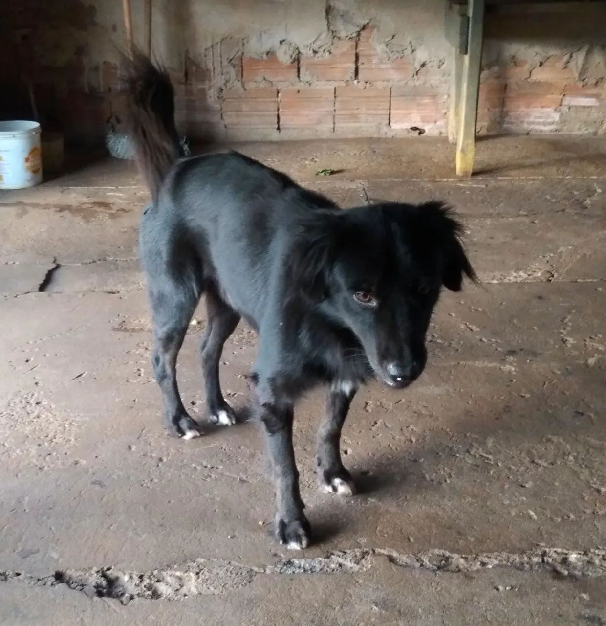 Doação cachorro  - Foto 2