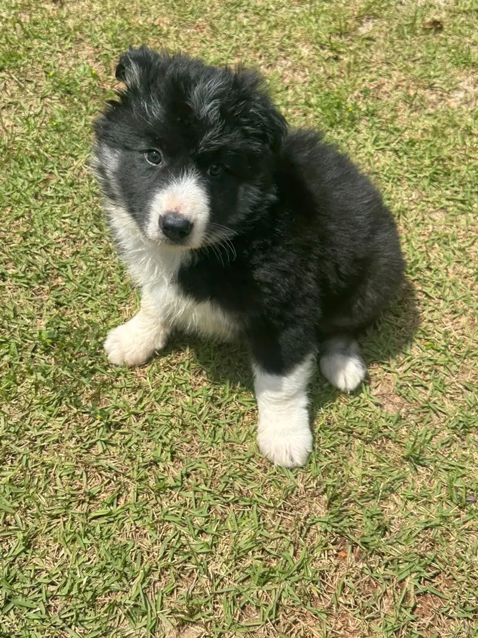 Border Collie Macho pelos longo 
