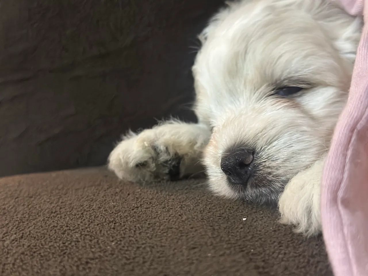 Vendo filhote de poodle  - Foto 2