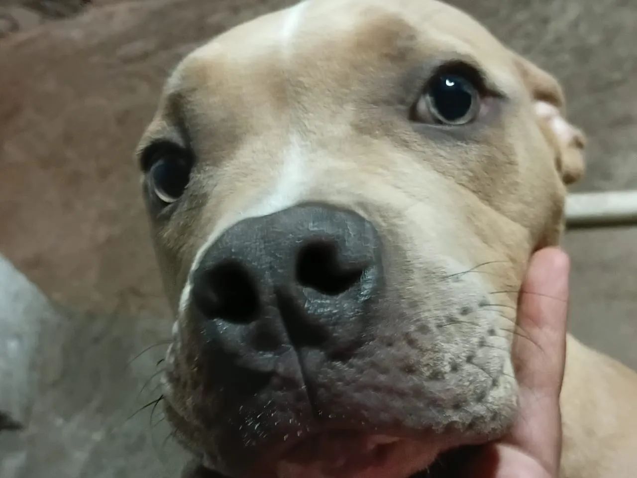 Vendo filhote american bully  - Foto 3