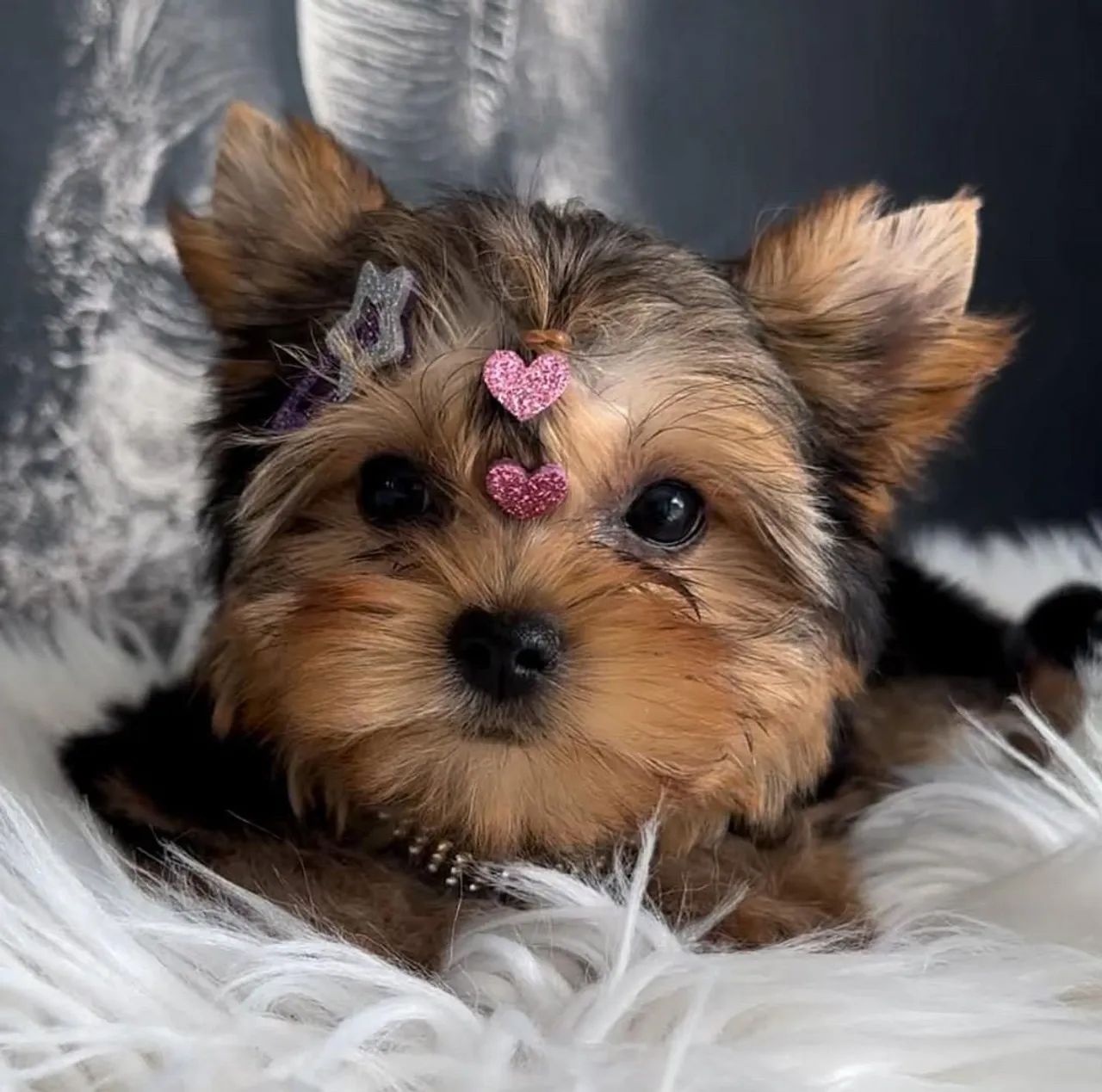 Filhote Yorkshire Terrier, Filhotes prontos para espalhar amor e alegria na sua vida!