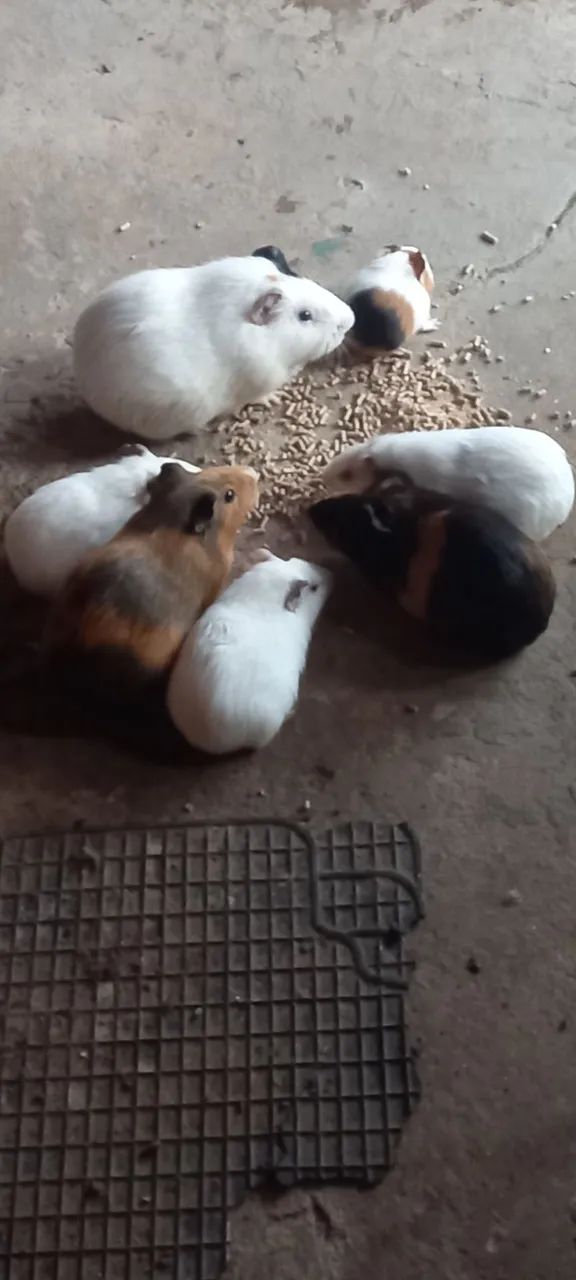 Vendo porquinhos da india  - Foto 3