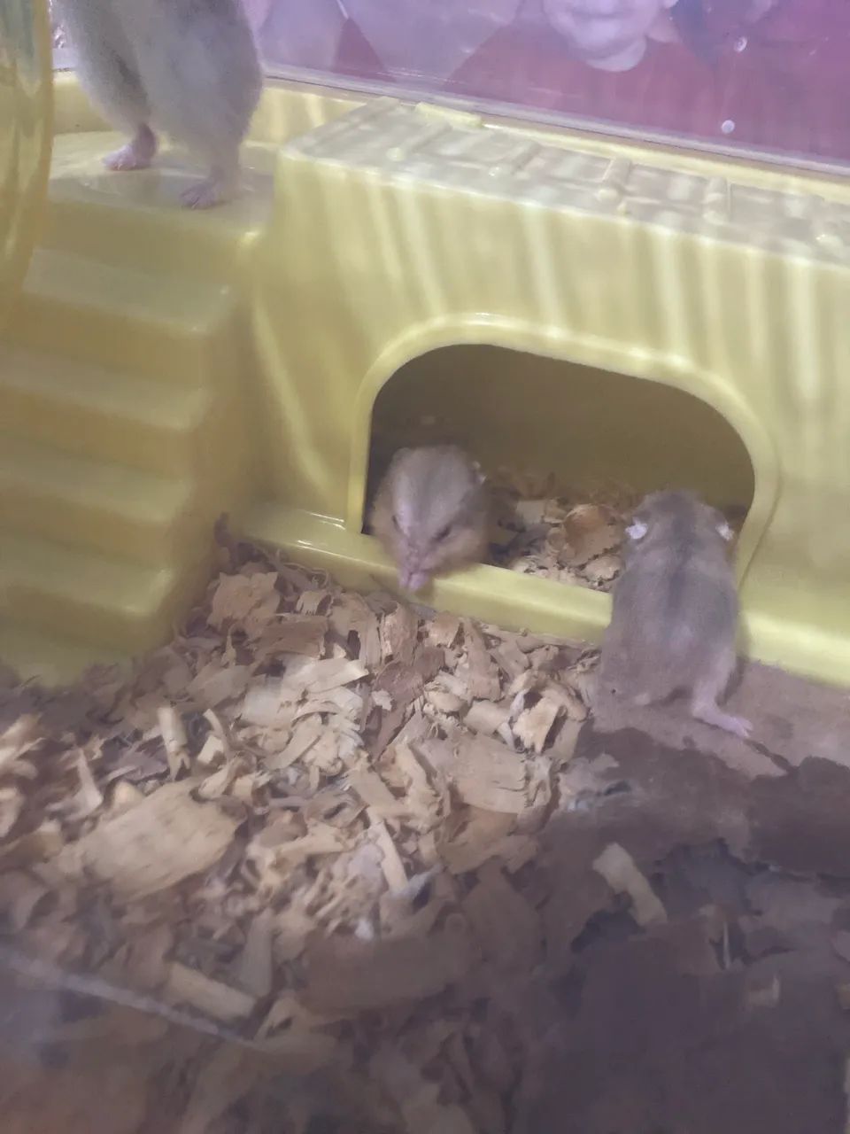 Hamster filhotes  - Foto 5