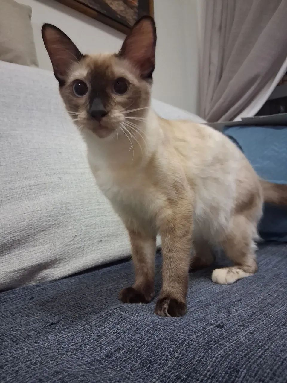 Gata castrada para adoção responsável  - Foto 3
