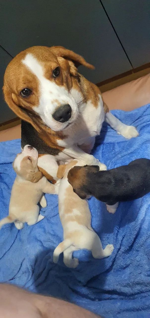 Lindo filhote de beagles 13 polegadas  - Foto 2