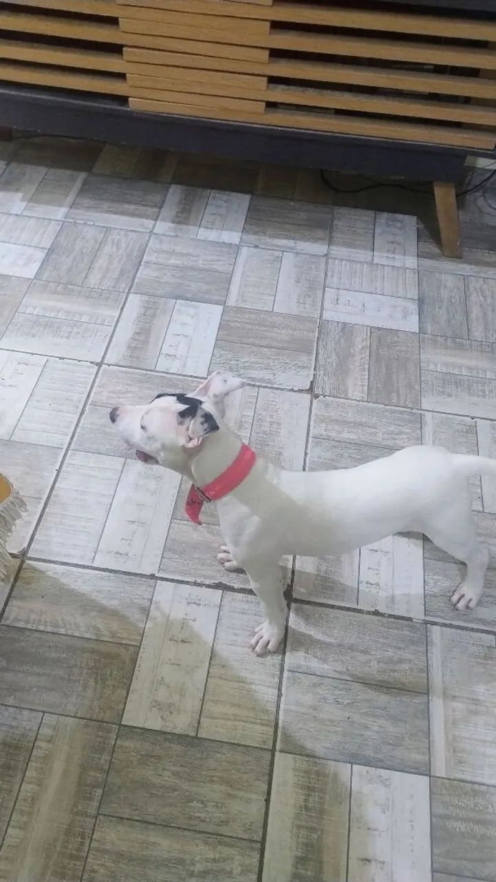 Filhote de Pitbull  - Foto 2