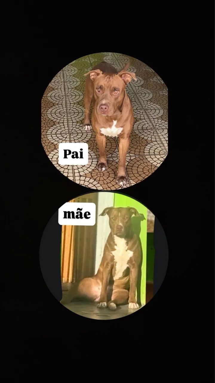 Filhotes de Pitbull  - Foto 5