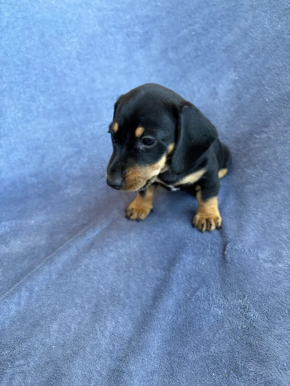 Dachshund fêmea  - Foto 4