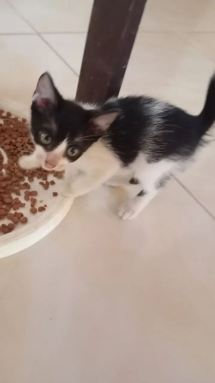 Adoção de gatinha - Foto 5
