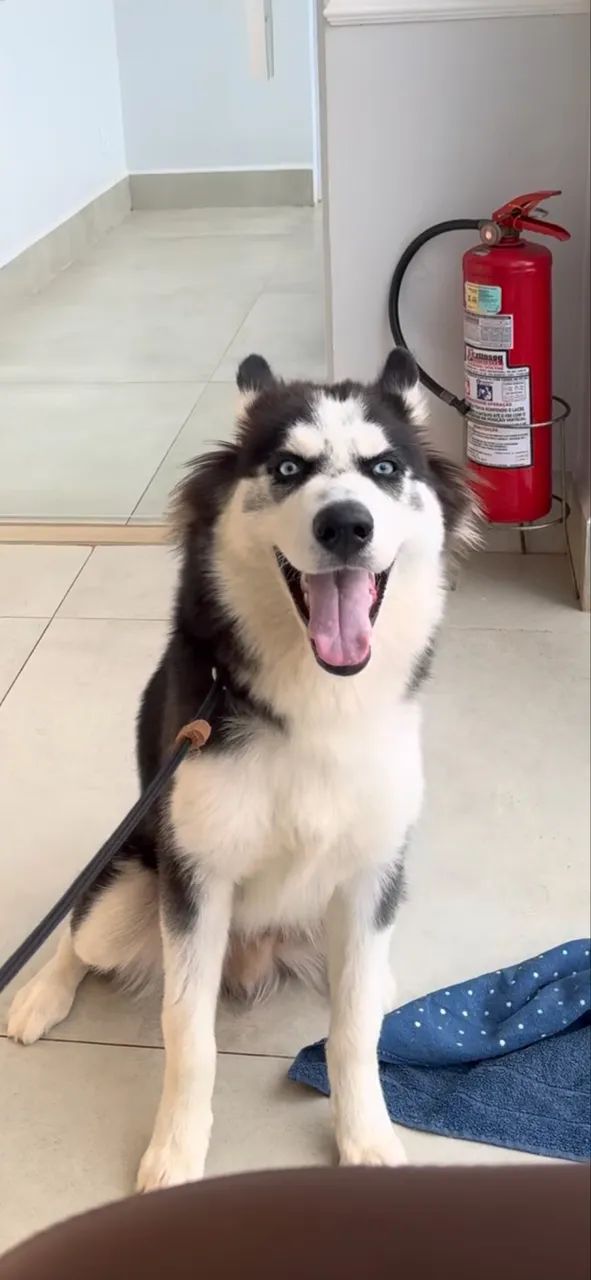 Husky Siberiano Macho para Cruzamento - Foto 2