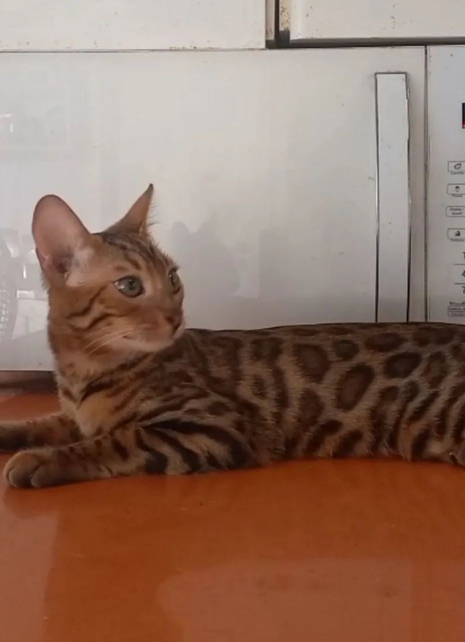BENGAL c pedigree Tropicats 