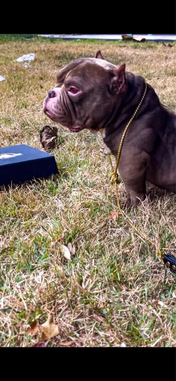 American Bully Micro Cobertura  - Foto 3