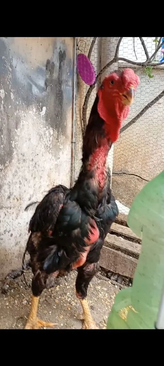 Galo Índio Boiadeiro  - Foto 2
