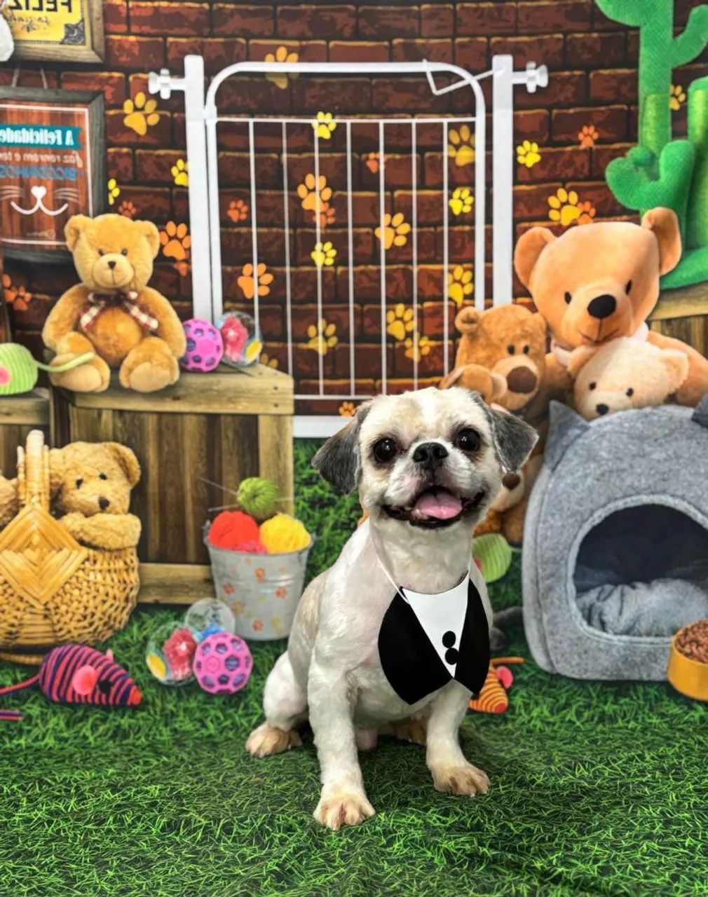 Filhotes de ShihTzu 